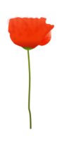 Poppy Flower