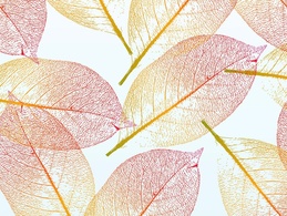 Backgrounds - Pretty Autumn Leaves 