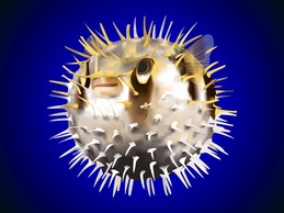 Animals - Puffer Fish Vector 