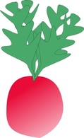 Radish clip art Preview