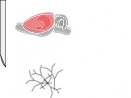 Animals - Rat Brain clip art 