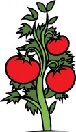 Red Food Plants Cartoon Vegetables Salad Plant Tomato Veggie Preview