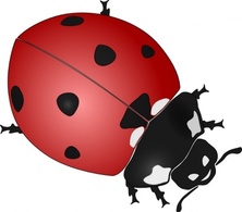 Animals - Red Lady Gradient Ladybug Bug Insect 