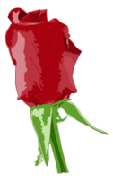 Red Rose