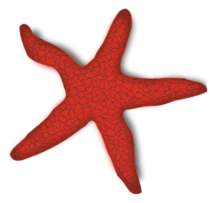 Nature - Red Starfish 