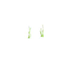 Animals - Reeds 