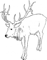 Reindeer Stag clip art Preview