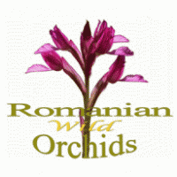 Romanian Wild Orchids Preview