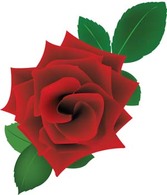 Rose Flower Vetor 19