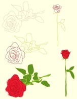 Roses Illustrations