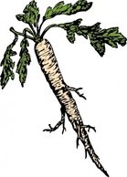 Food - Salsify Food Plants Root clip art 