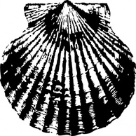 Scallop clip art Preview