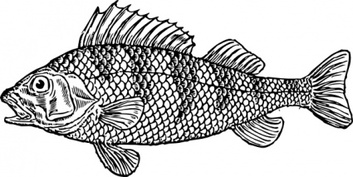 Animals - Scaly Fish clip art 