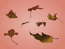 Scattered Leaves