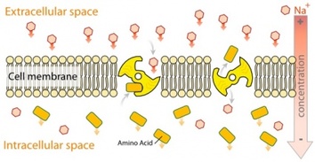 Scheme Secundary Active Transport En clip art Preview