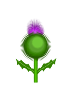 Flowers & Trees - Scottish Thistle 