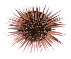 Sea Urchin