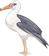 Animals - Seagull vector 1 