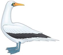 Animals - Seagull vector 3 