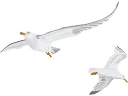 Animals - Seagull vector 6 