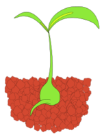 Seedling