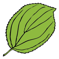 Serrate Leaf