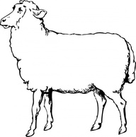 Sheep clip art