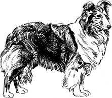 Animals - Shetland Sheepdog clip art 