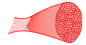 Skeletal muscle 