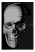 Skull 8c