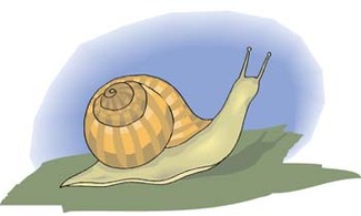 Snail 4