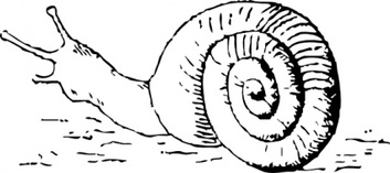 Snail Drawing clip art Preview