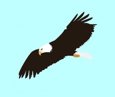 Soaring Eagle clip art