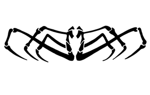 Animals - Spider Vector Clip Art 