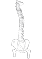 Miscellaneous - Spine Vector 