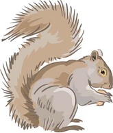 Animals - Squirrel Vector 1 