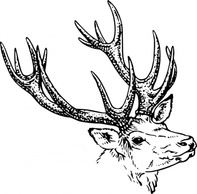 Objects - Stag Head clip art 