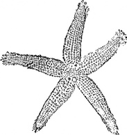 Objects - Star Fish clip art 