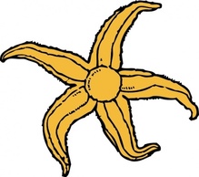 Starfish clip art Preview