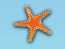 Nature - Starfish Vector 