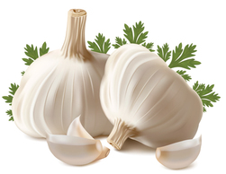 Food - Stock Realistic Garlic Vegetables Vector 