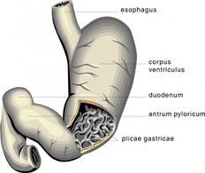 Stomach Medical Diagram clip art