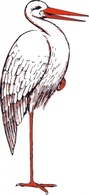 Animals - Stork clip art 