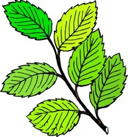 Nature - Summer Leaves clip art 