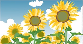 Sunflower summer blue sky and white clouds Preview