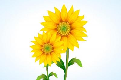 Sunflower Vector Illustration Preview