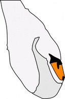 Swan clip art