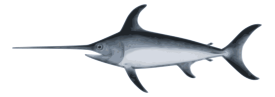 Swordfish