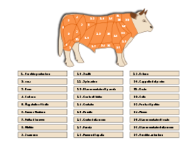 Animals - Tagli bovini - Beef cuts 