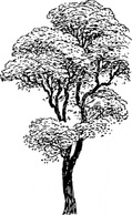 Flowers & Trees - Tall Tree clip art 